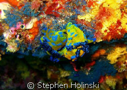 Colorful Love.  Poor Knights diving in New Zealand, taken... by Stephen Holinski 